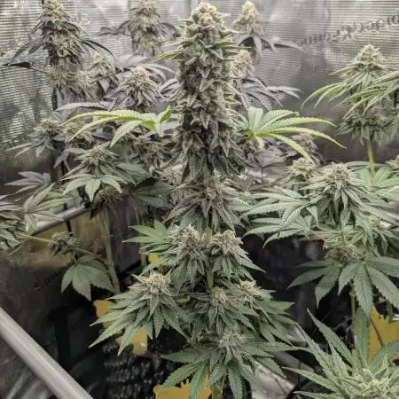 Mental Rainbow FF - Sweet Seeds