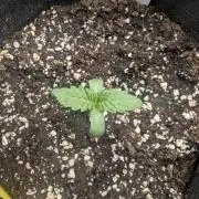 Wild Burst - Seed Junky