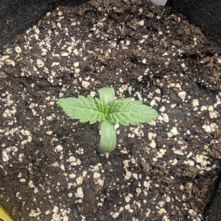 Wild Burst - Seed Junky