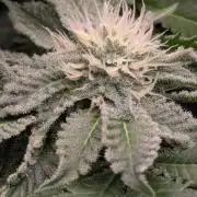 Sugar Rock - Silent Seeds