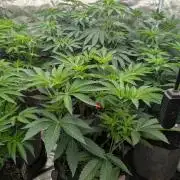 Zorroz v2 - Nine Weeks Harvest