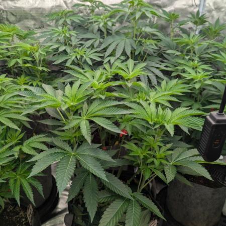 Zorroz v2 - Nine Weeks Harvest