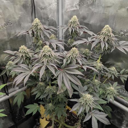 Potion - Wizard Trees