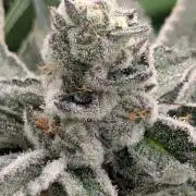 Black Lobster - Cipher Genetics