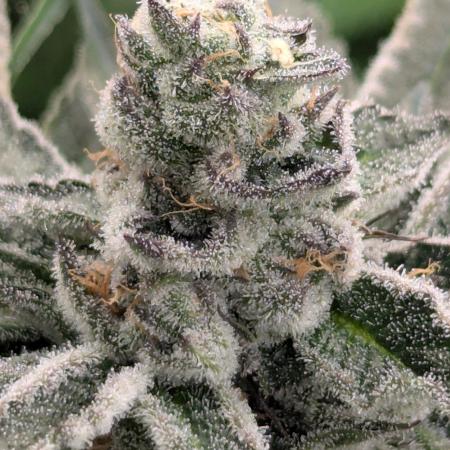 Black Lobster - Cipher Genetics