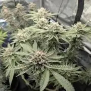 Gary Patron - Nine Weeks Harvest