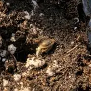 Wizard Fuel - Wizard Trees