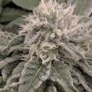 Sugar Rock - Silent Seeds