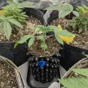Girl Scout Cookies - Kannabia