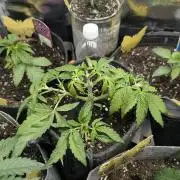 AlienZ Automatic - Greenhouse Seed Co.