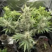 Runtz Auto - Zamnesia