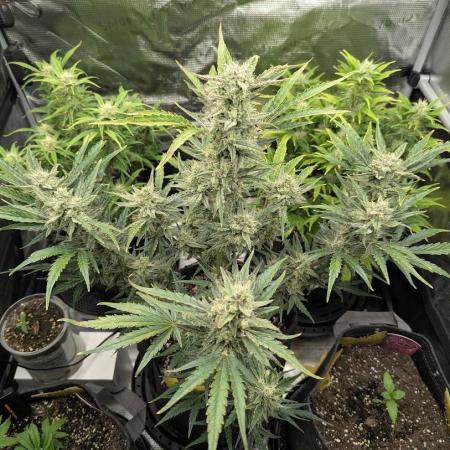 Runtz Auto - Zamnesia