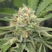 Zorroz v2 - Nine Weeks Harvest