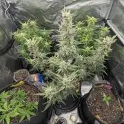 Runtz Auto - Zamnesia