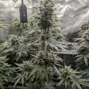 Toad Venum Auto - Growers Choice