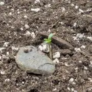 RS11 x Banana OG - G2