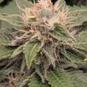 Girl Scout Cookies - Kannabia