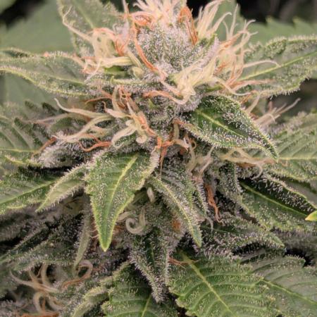 Girl Scout Cookies - Kannabia