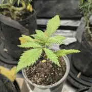 Strawberry Gorilla Auto - FastBuds