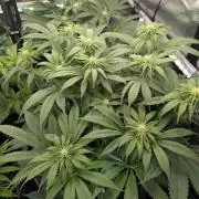 Holy Snow - Greenhouse Seed Co.