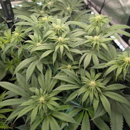Holy Snow - Greenhouse Seed Co.