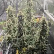 Do-Si-Dos Auto - Zamnesia