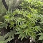 Black Lobster - Cipher Genetics