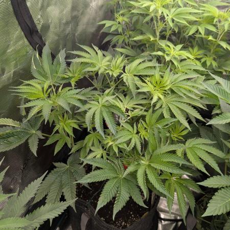 Black Lobster - Cipher Genetics