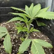 RS11 x Banana OG - G2