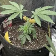 Zorroz v2 - Nine Weeks Harvest