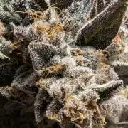 Black Cherry Gushers - Barney's Farm