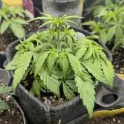 AlienZ Automatic - Greenhouse Seed Co.