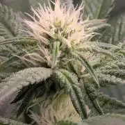 Black Beretta - Cipher Genetics