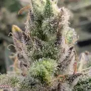 Runtz Auto - Zamnesia