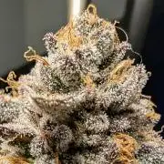 Black Cherry Gushers - Barney's Farm