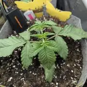 British Delight - Wizard Trees