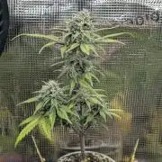 Strawberry Gorilla Auto - FastBuds