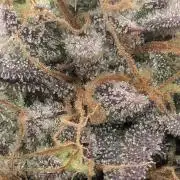 Grand Prixx - Wizard Trees