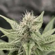 Blue Zushi - Dutch Passion