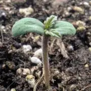 Strawberry Gorilla Auto - FastBuds