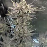 Black Cherry Gushers - Barney's Farm