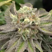 Zorroz v2 - Nine Weeks Harvest