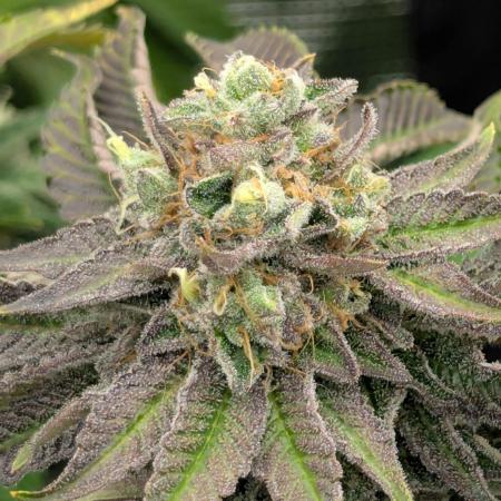 Zorroz v2 - Nine Weeks Harvest