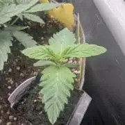 Zhampagne - Compound Genetics