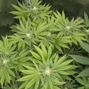 Big Z - Wizard Trees