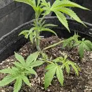 RS11 x Banana OG - Barney's Farm