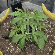 Wizard Fuel - Wizard Trees