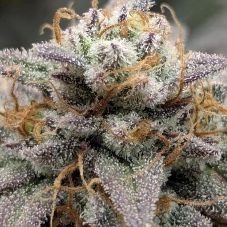 Grand Prixx - Wizard Trees