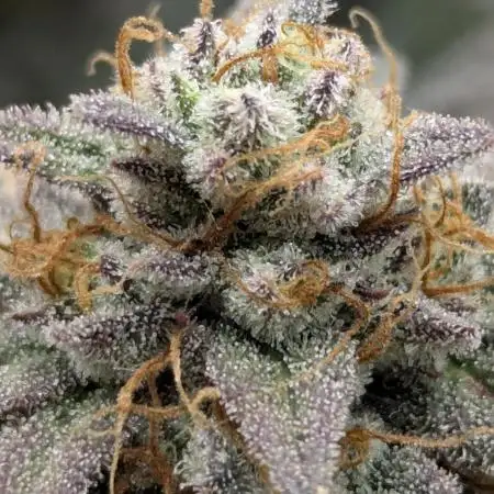 Grand Prixx - Wizard Trees