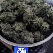 Do-Si-Dos Auto - Zamnesia